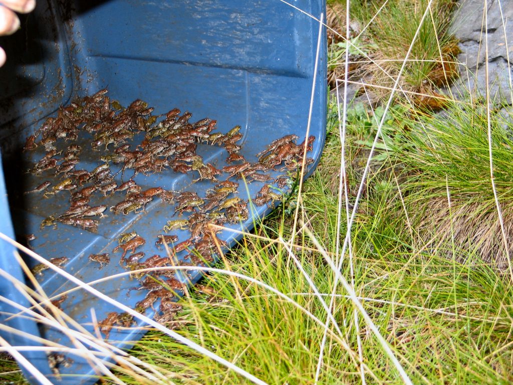 froglets being released onto grass from a blue container