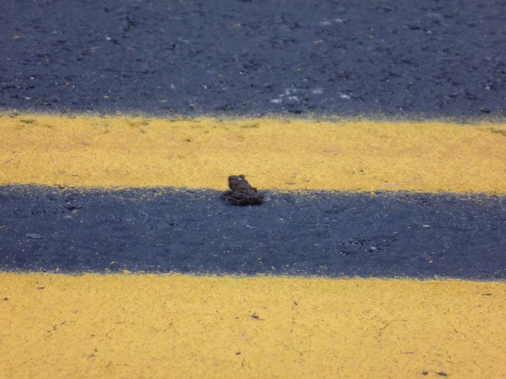 a toad stopping between two yellow lines on a highway