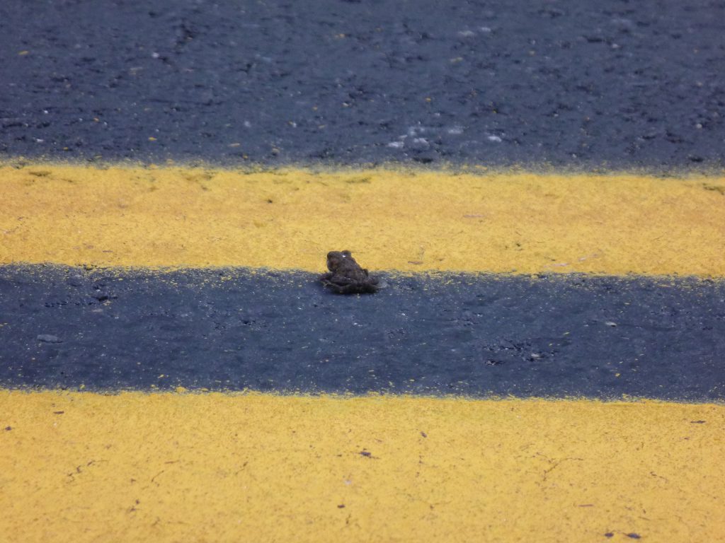 Bildresultat för frog cross road