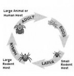 Warm Weather and Tick Season