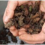 Toads and Frogs in BC