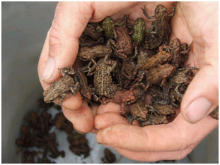 Toads and Frogs in BC