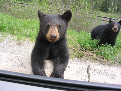 A bear cub looking up at an open car window