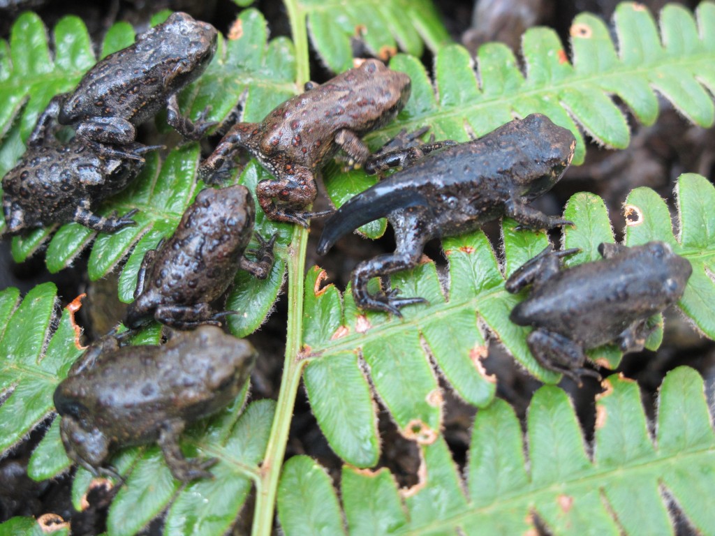 toad wildlife on bc highways