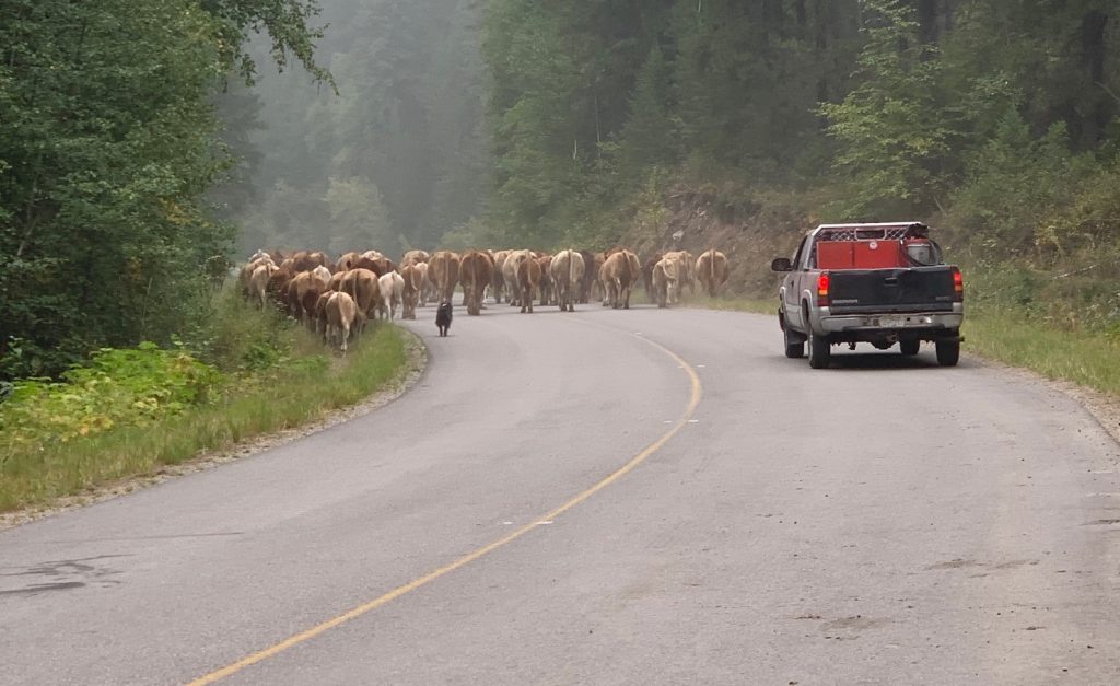 pickup truck following a heard of cows on a rural highway