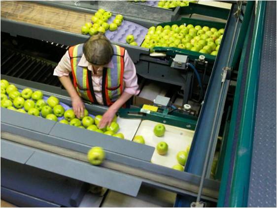 Person sorting apples