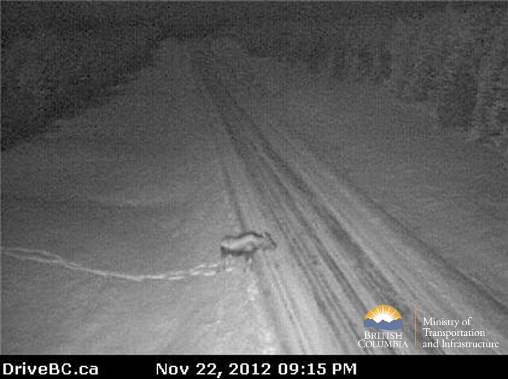 BC Highway webcam moose