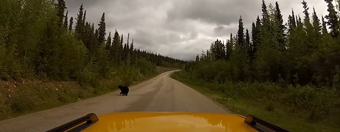 bear crossing the road