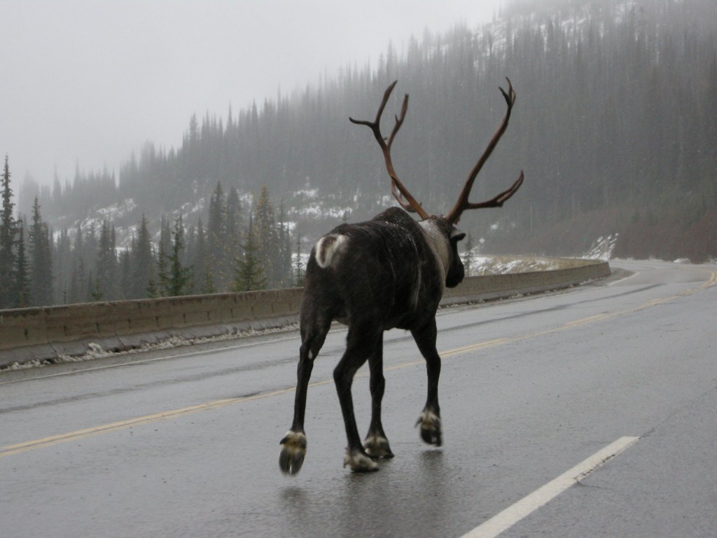 caribou connector