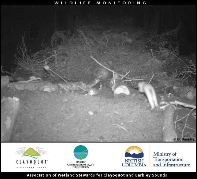 Ermine Wildlife underpass