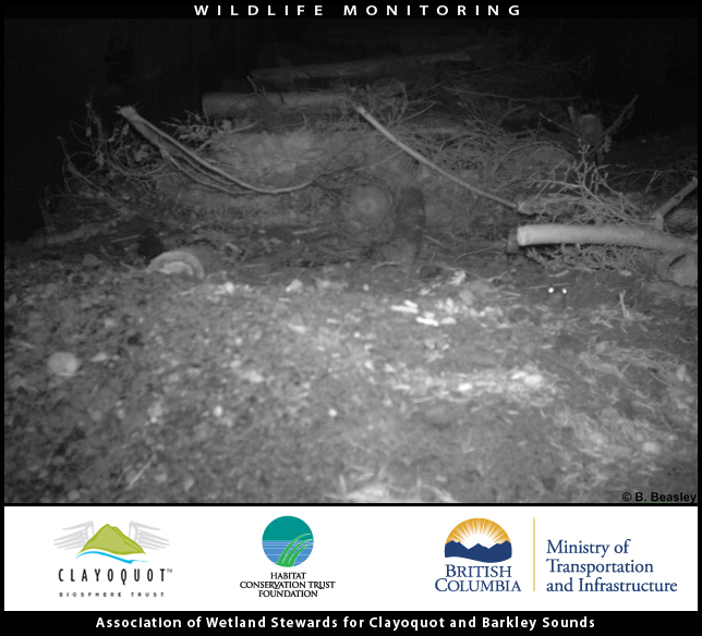 red legged frog underpass