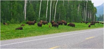 Buffalo