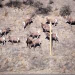 Wildlife Accident Tracking