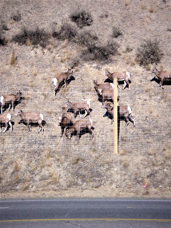 Wildlife Accident Tracking