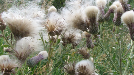 Invasive plants needing to be removed on BC highways