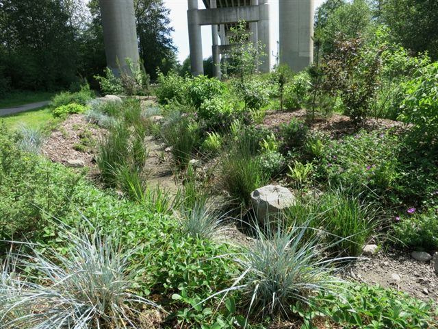 5 - 2013_05_14 - Area 1 Rain Garden - First Planting