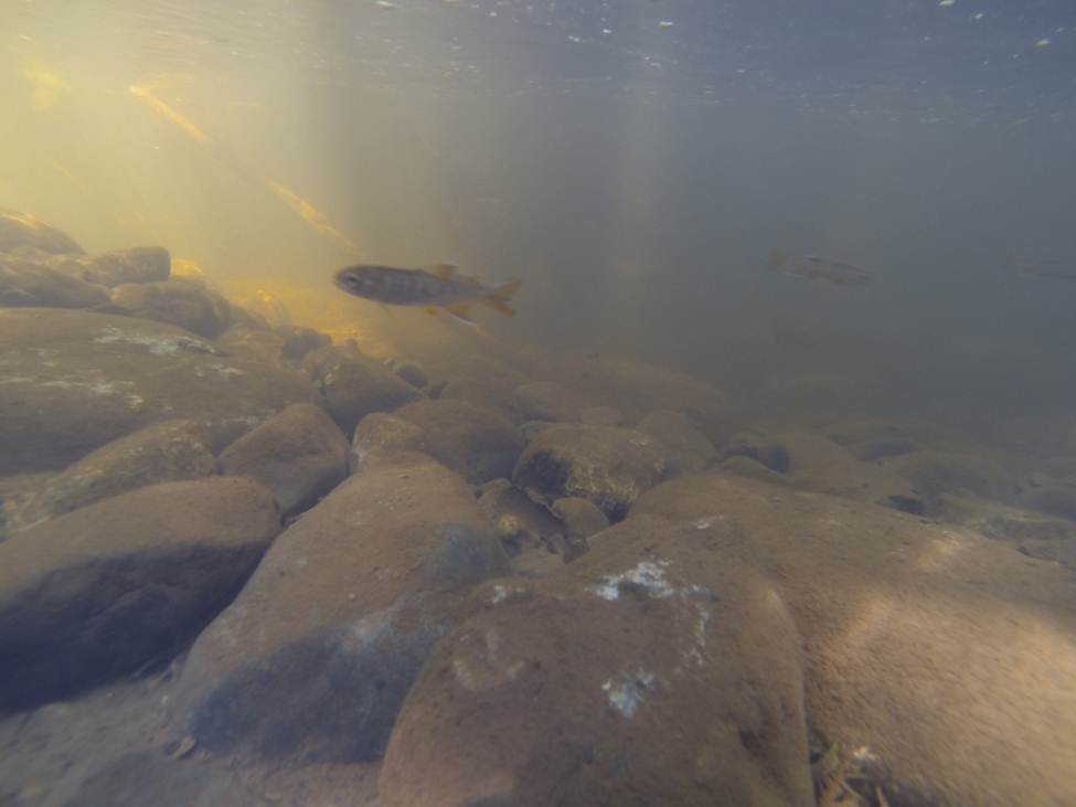 fish swimming just under the surface along a rock bank