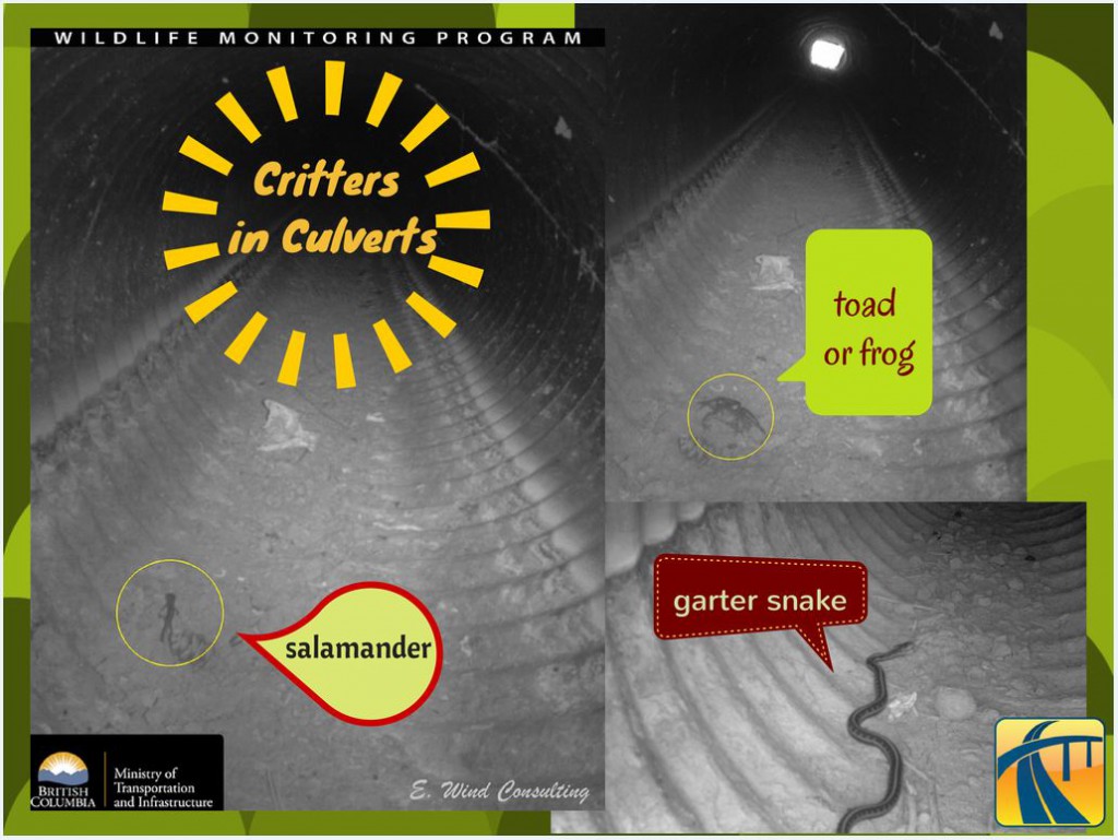 Critters in culverts