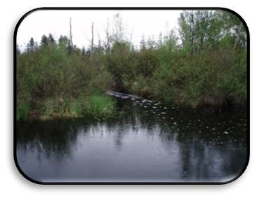 Environmental management at Burns Bog maintains the water's acidic balance. Bog SFPR
