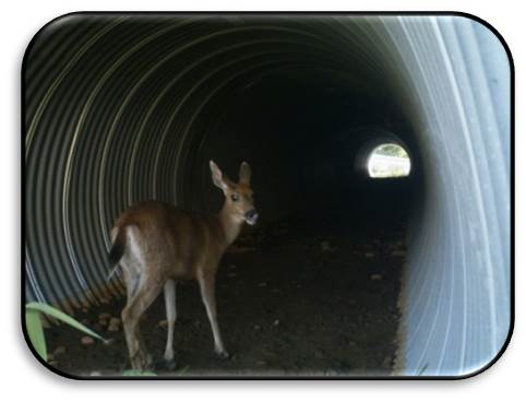 Deer cross safely under SFPR to adjacent habitat. Deer SFPR