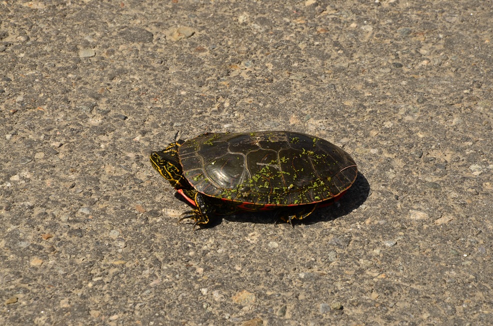 turtle highway safety