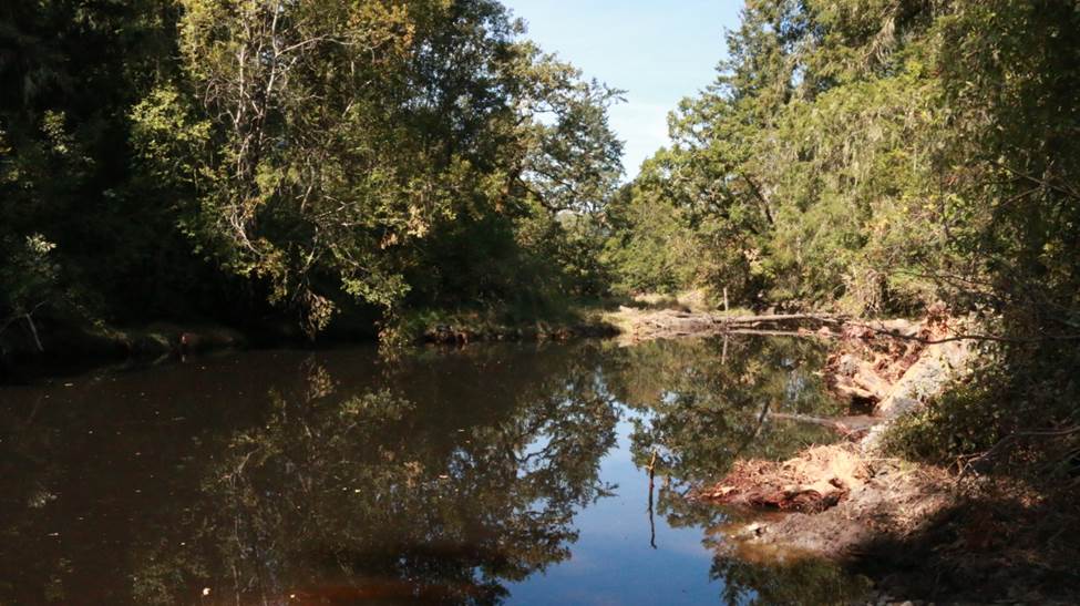 Tseycum Pat Bay Restoration Completed Creek