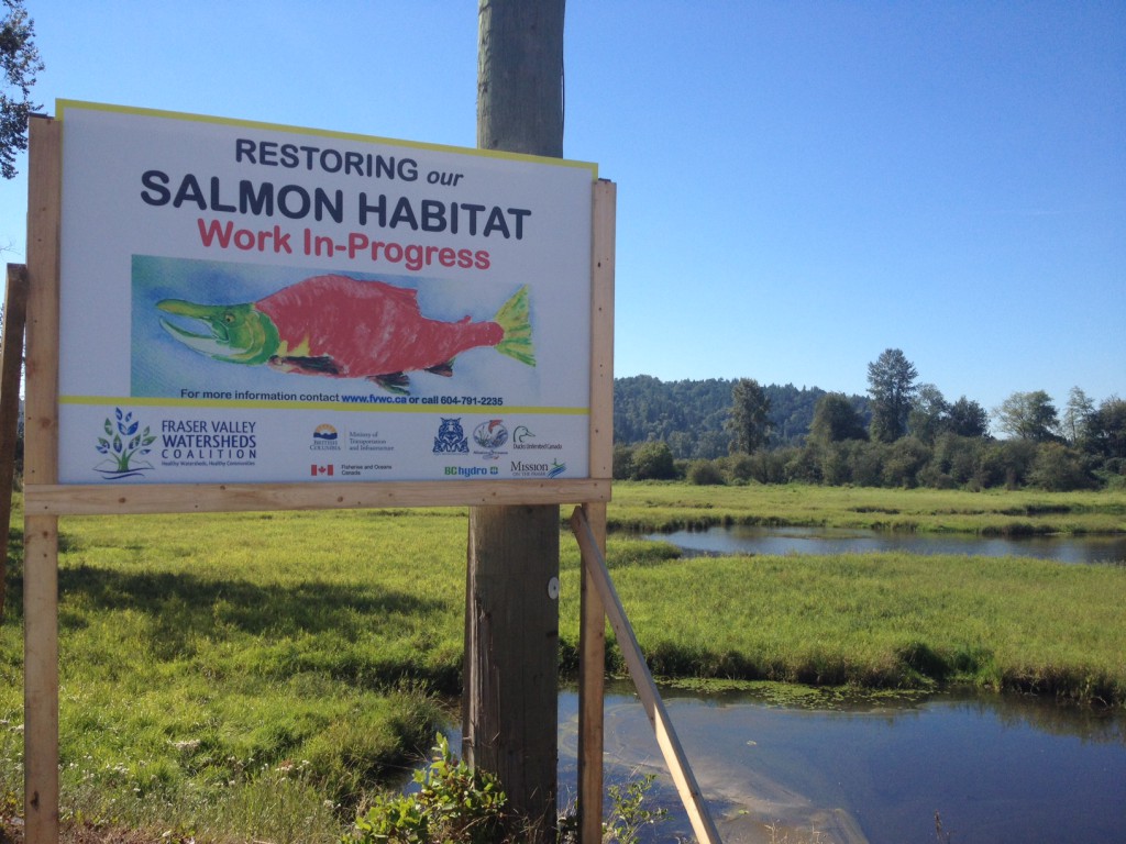 Restoring-our-salmon-habitat