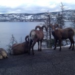 Bighorn Sheep in Okanagan