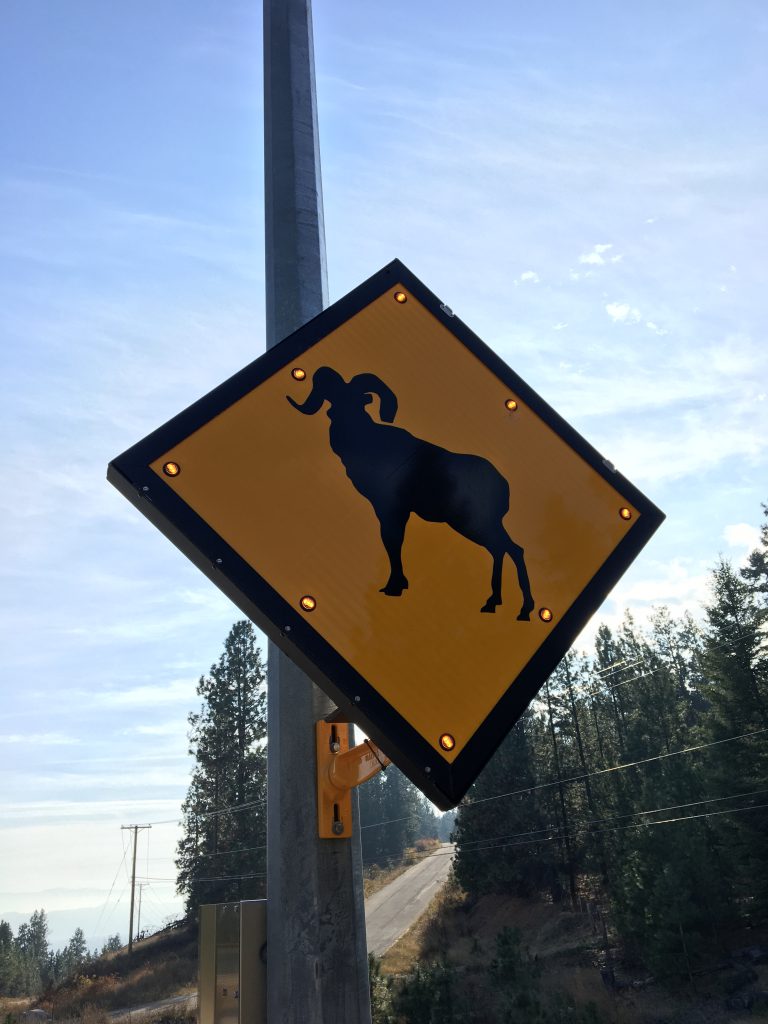 LED Bighorn Sheep Signage in place along Westside Road near Kelowna to warn drivers of local ungulate activity along the corridor.