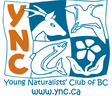 Young Naturalists Logo