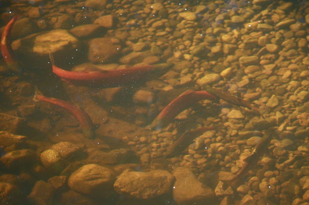 Kokanee in Ellis Creek