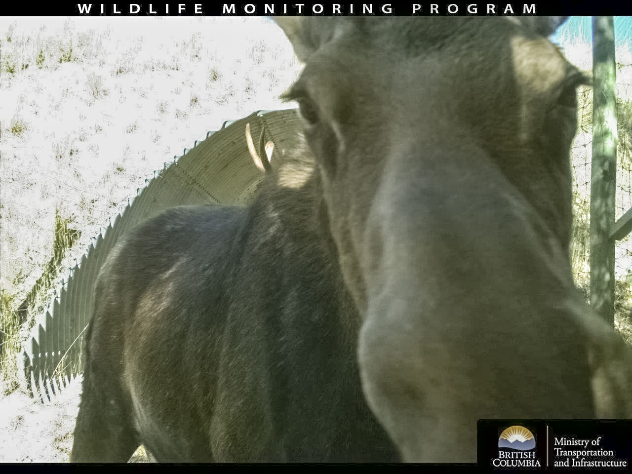 BC Highway Wildlife Cam Captures Moose Selfie and More | TranBC