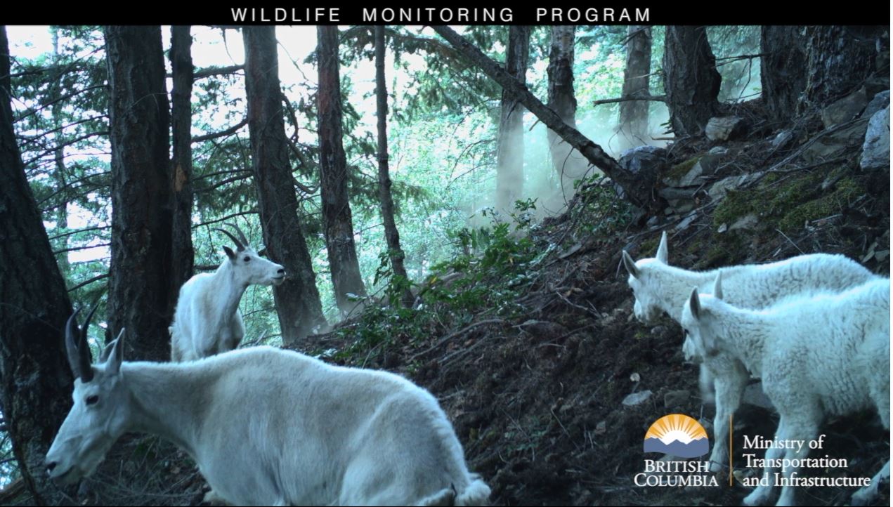 mountain goats on a hillside