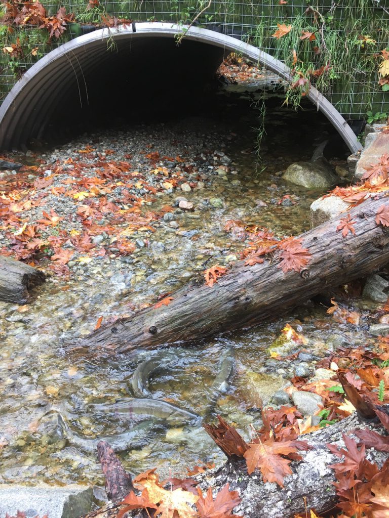 Salmon spawning downstream Basil Creek culvert, on Cortes Island