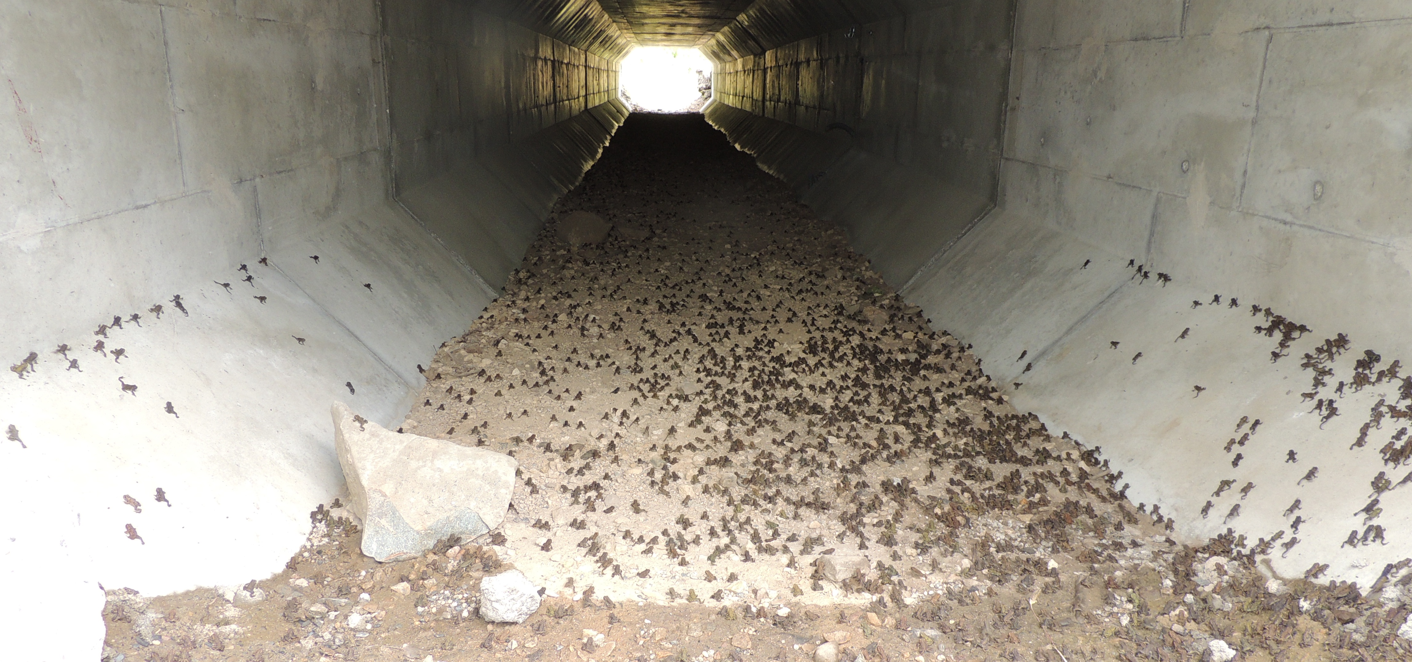 A frog hatch uses one of our wildlife underpass structures to get to the other side of the road.