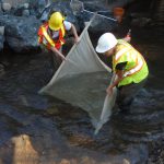 wilfred hwy 19a bridge fish salvage