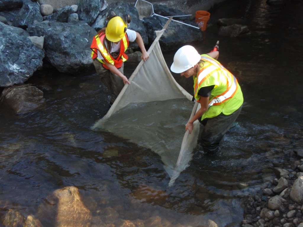 Fish salvage underway along the banks of Wilfred Creek, near BC Highway 19A on Vancouver Island.