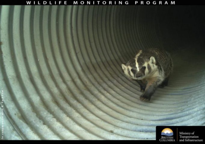 “Burrowing Badger Caught on BC Wildlife Underpass Cam” is locked Burrowing Badger Caught on BC Wildlife Underpass Cam