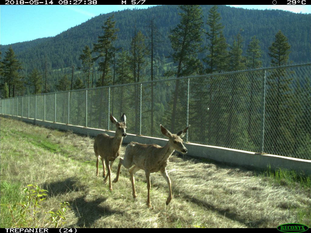 Two mule deer on overpass