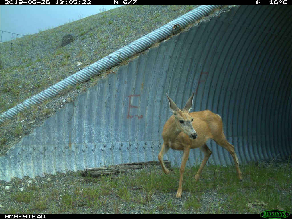 mule deer in underpass