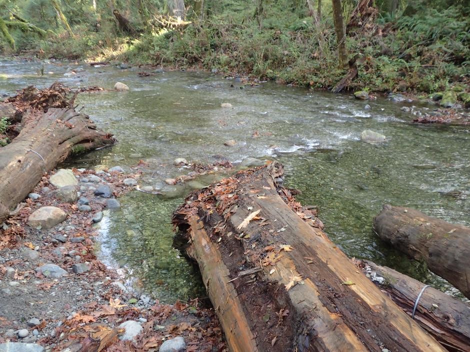 After restoration shot taken November, 2020. A downstream view along constructed spawning areas  with chum salmon spawning through Goldstream Provincial Park.  We are happy to report that Chum spawning activity is much higher along the restoration zone, compared to untreated riverbed sections.