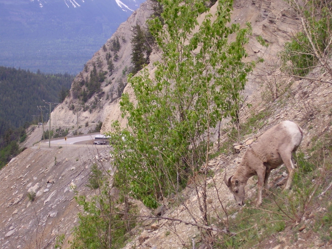 Wildlife grazes alongside the Kicking Horse Canyon stretch of BC Highway 1 - the Trans Canada 