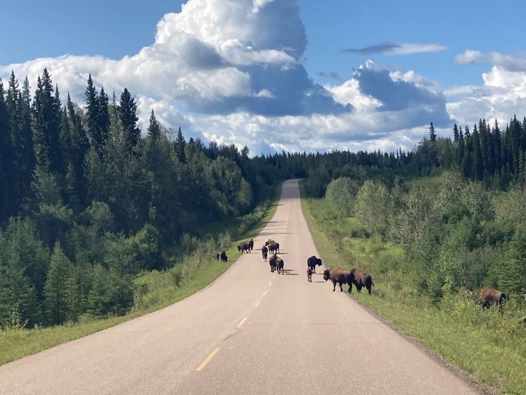 Bison cross BC highway 77