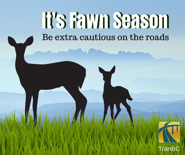 Promotional graphic identifying Fawn season on BC highways.