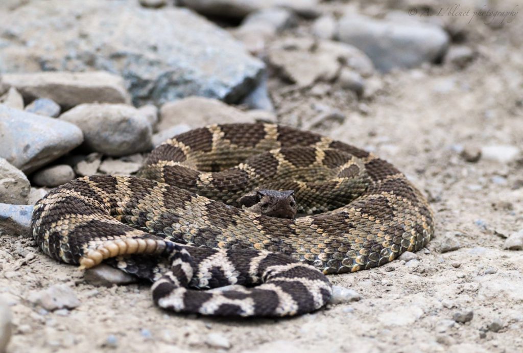 Recently, crews found a federally protected Western Rattlesnake on BC Highway 8, approx. 14km east of Spences Bridge. Thanks to the clear processes outlined, an operator immediately stopped work in the area and notified the onsite Environmental Monitor. The snake was successfully relocated to a safe zone away from the site and into an appropriate habitat. Preserving wildlife and wildlife habitats is a top priority for MoTI. If snake habitats are disturbed or destroyed, their population can become locally extinct.
